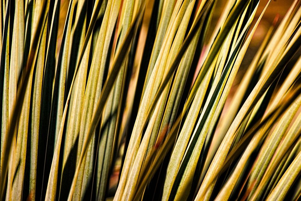 Desert Grasses II art print by Leda Robertson for $57.95 CAD