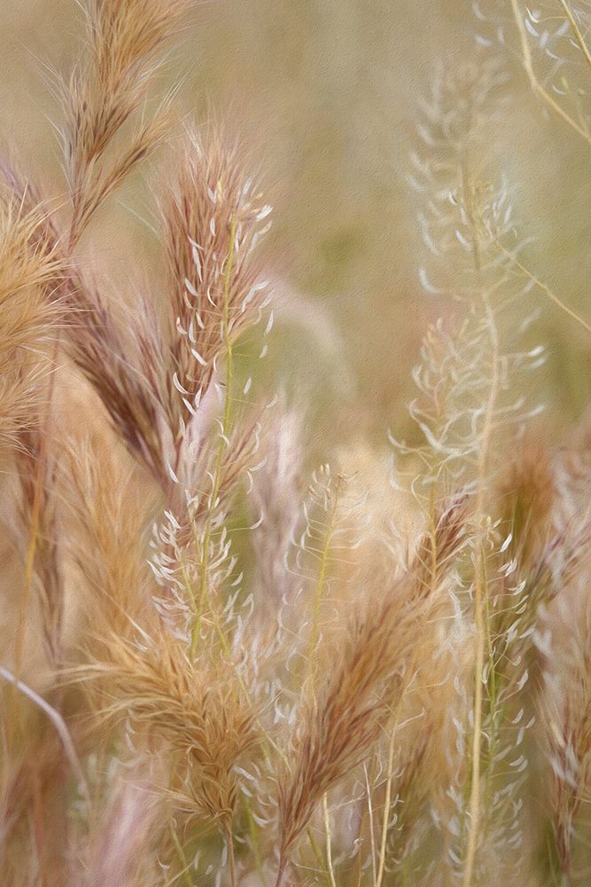 Dreamy Summer I art print by Leda Robertson for $57.95 CAD