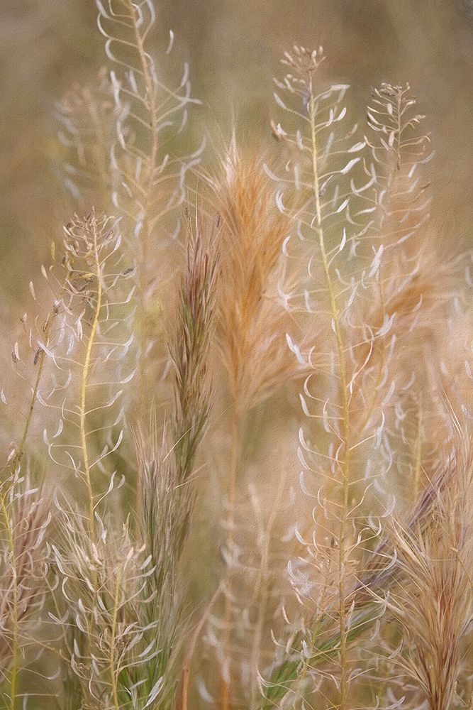 Dreamy Summer II art print by Leda Robertson for $57.95 CAD