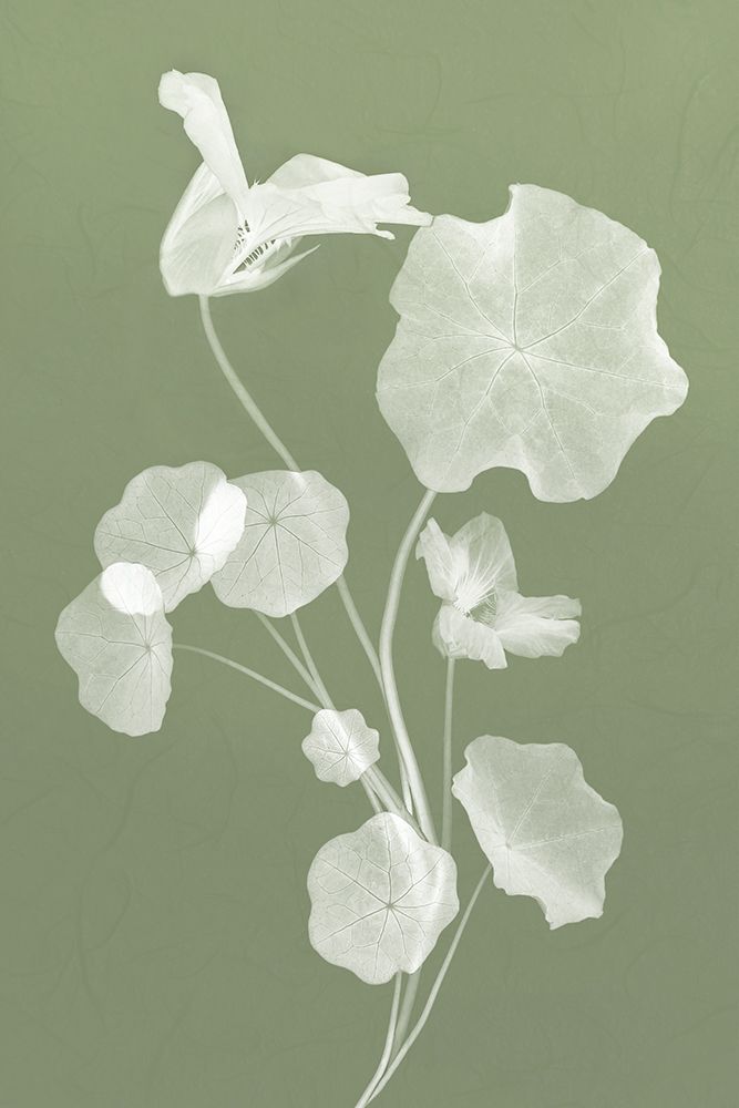 Floral Dancer II art print by Leda Robertson for $57.95 CAD