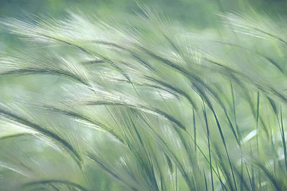 Gentle Dreams art print by Leda Robertson for $57.95 CAD