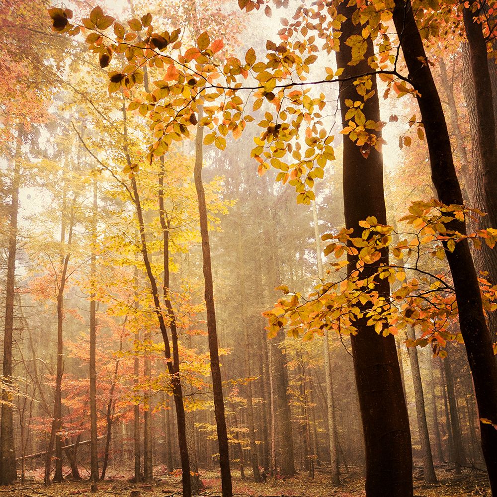 Autumn Blush art print by Iris Lehnhardt for $57.95 CAD