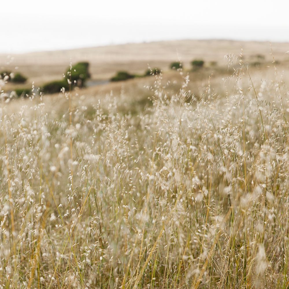 Prairie III art print by Lily Mourier for $57.95 CAD