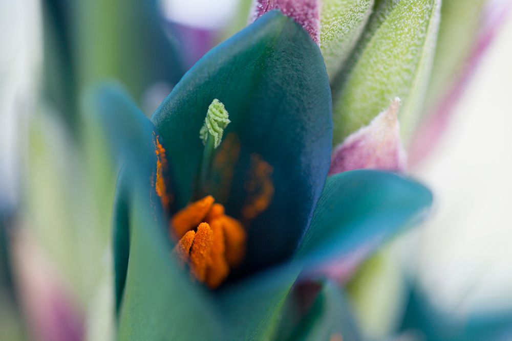 Fresh Bloom II art print by Lily Mourier for $57.95 CAD