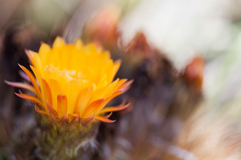 Wild Flowers II art print by Lily Mourier for $57.95 CAD