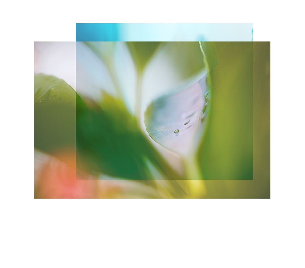 Leaf Overlap art print by Florence Delva for $57.95 CAD