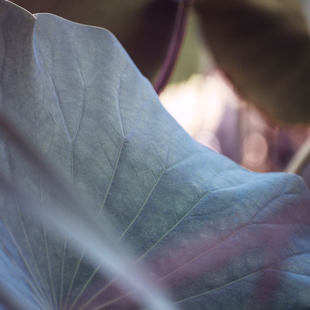 Purple Leaf I art print by Lily Mourier for $57.95 CAD