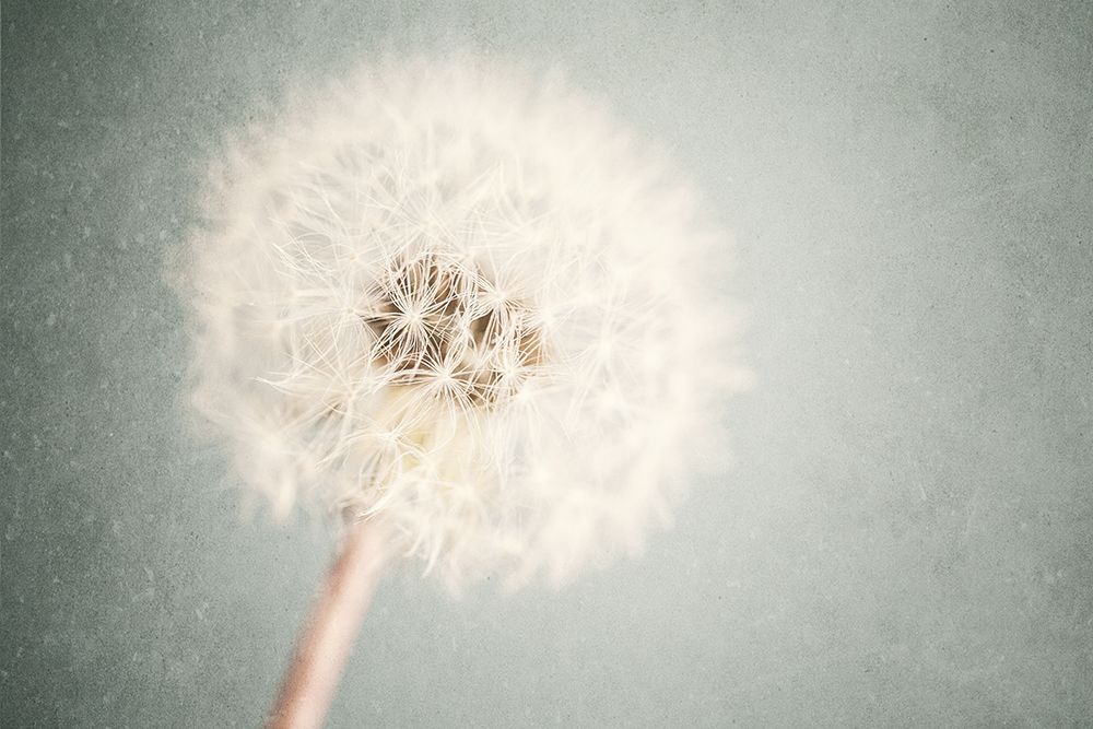 Pastel Dandelion I art print by Lisa Russo for $57.95 CAD