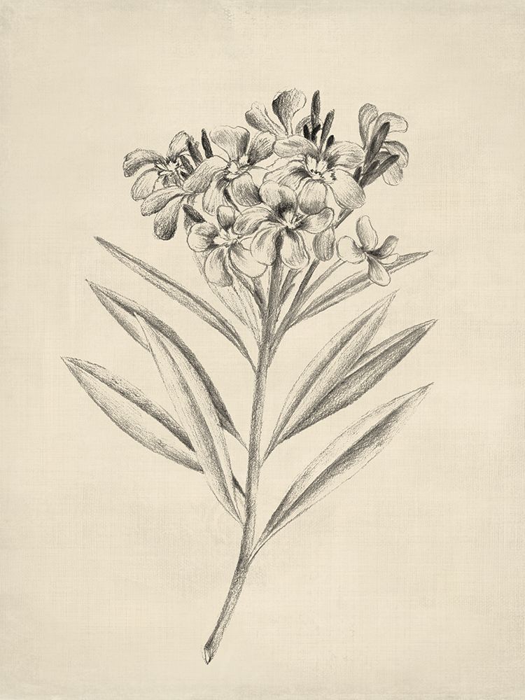 Delicate Florals in Pencil Sketch I art print by Lily K for $57.95 CAD