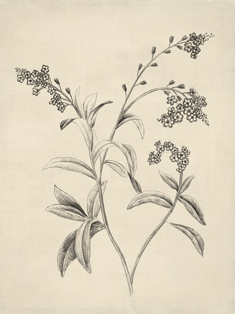 Delicate Florals in Pencil Sketch II art print by Lily K for $57.95 CAD