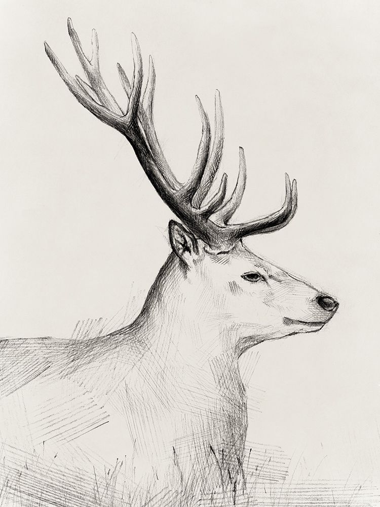 Majestic Stag in Profile Drawing art print by Lily K for $57.95 CAD