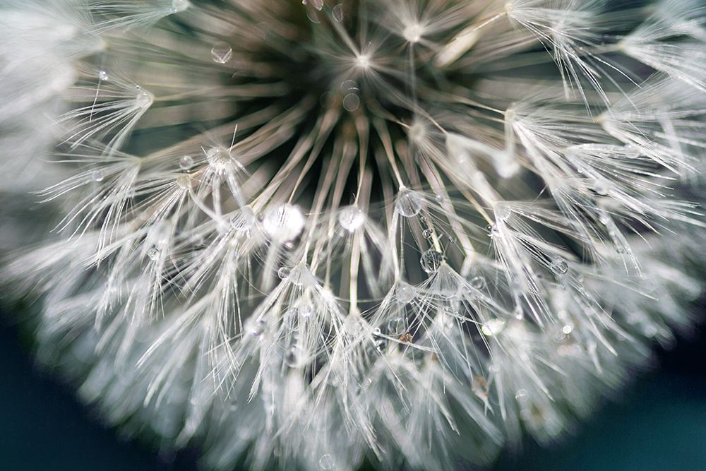 Dandelion Wishes art print by Irene Miller for $57.95 CAD