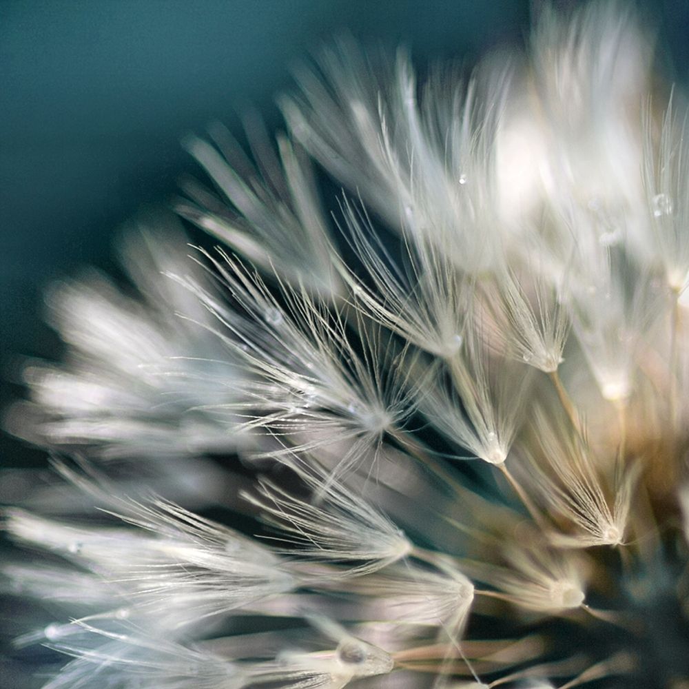 Dandelion Dreams I art print by Irene Miller for $57.95 CAD