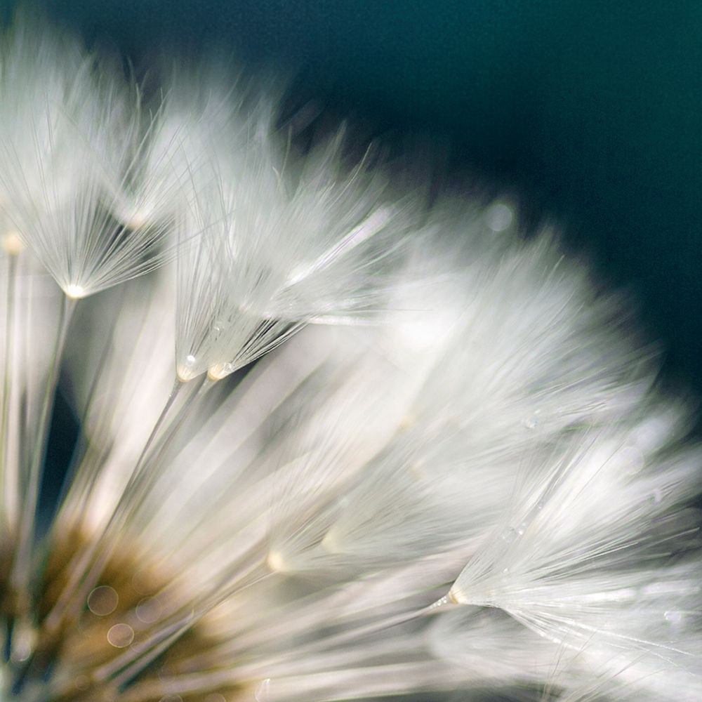 Dandelion Dreams II art print by Irene Miller for $57.95 CAD