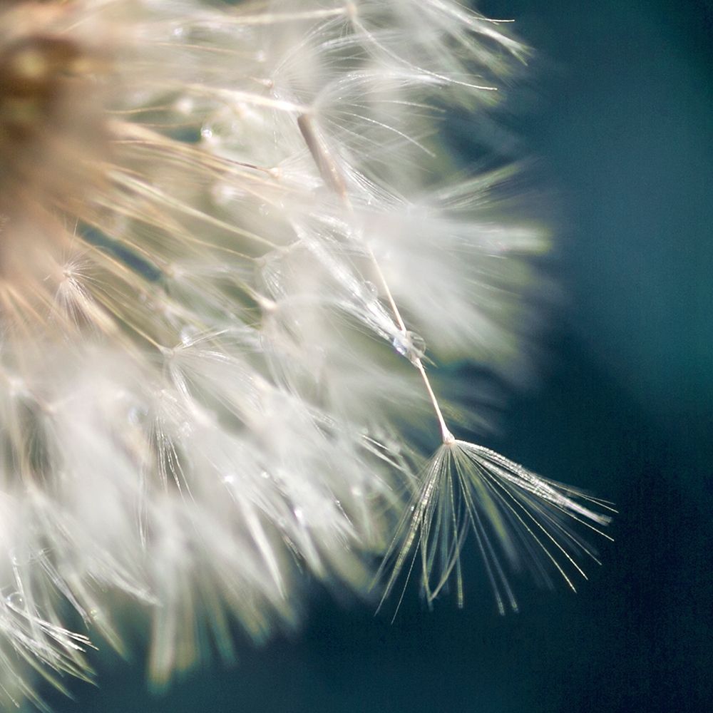 Dandelion Dreams III art print by Irene Miller for $57.95 CAD