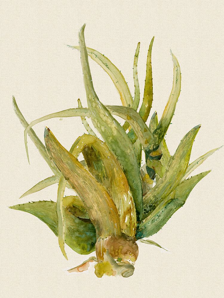Aloe Vera I art print by Maya Woods for $57.95 CAD