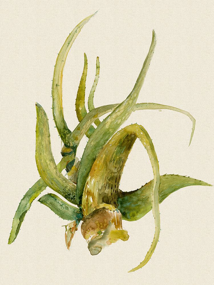 Aloe Vera II art print by Maya Woods for $57.95 CAD