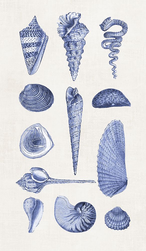 Blue Shells I art print by Andrea Haase for $57.95 CAD