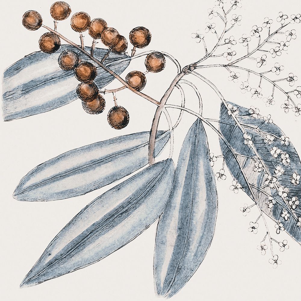 Vintage Blue Botanical IV art print by Andrea Haase for $57.95 CAD
