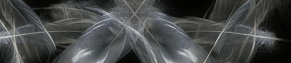 Feathers art print by Norm Stelfox for $57.95 CAD