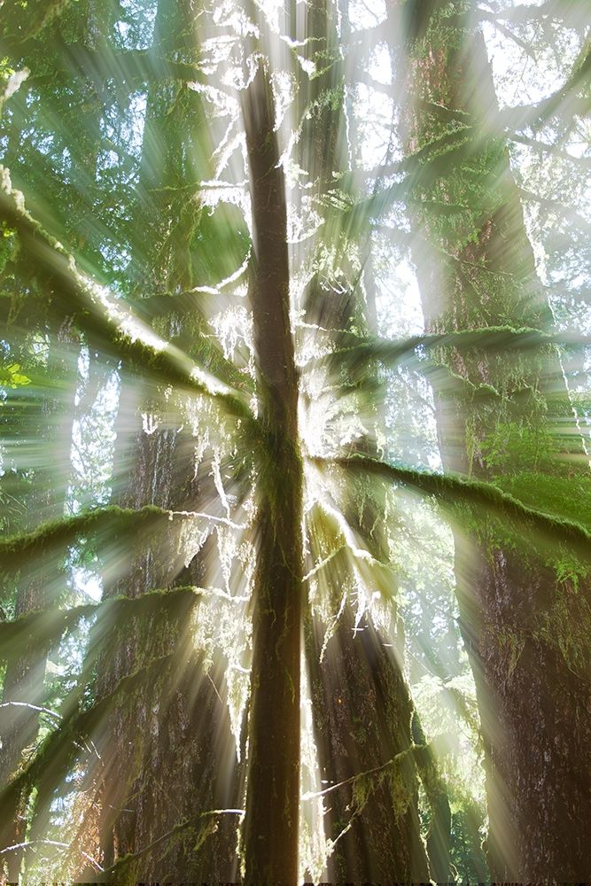 Trees Bathed in Light I art print by Norm Stelfox for $57.95 CAD