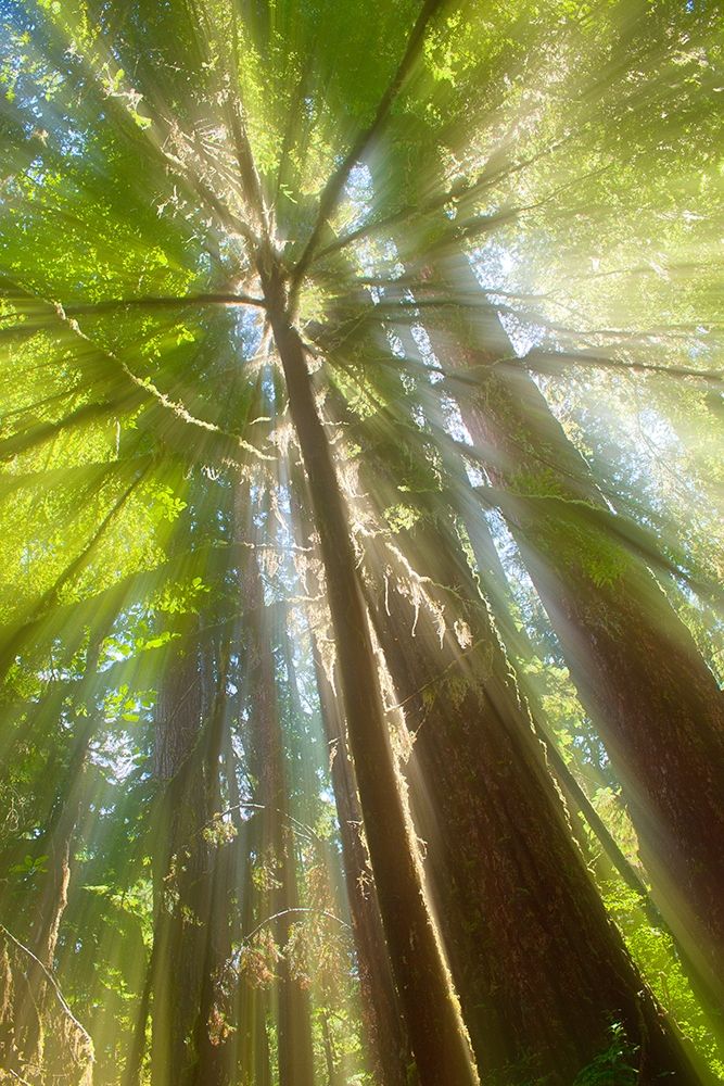 Trees Bathed in Light II art print by Norm Stelfox for $57.95 CAD
