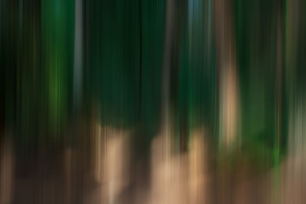 Forest Woosh art print by Norm Stelfox for $57.95 CAD