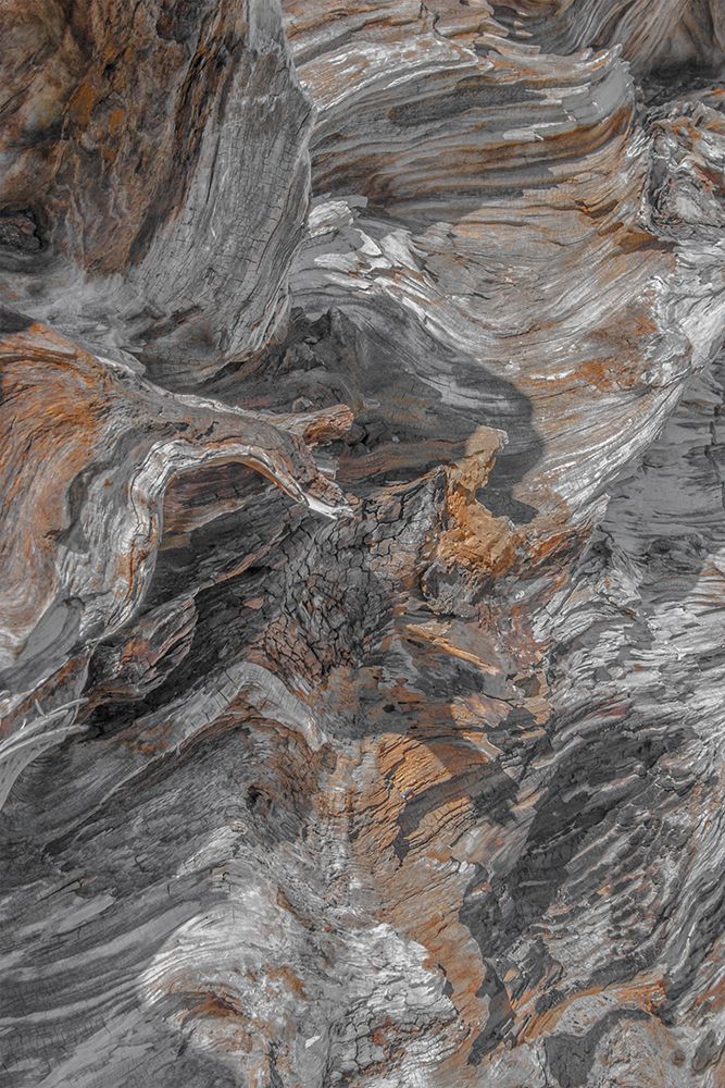 Driftwood Series II art print by Norm Stelfox for $57.95 CAD