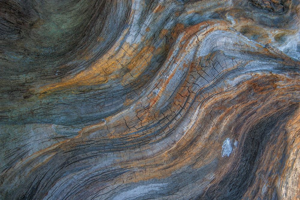 Driftwood Series III art print by Norm Stelfox for $57.95 CAD