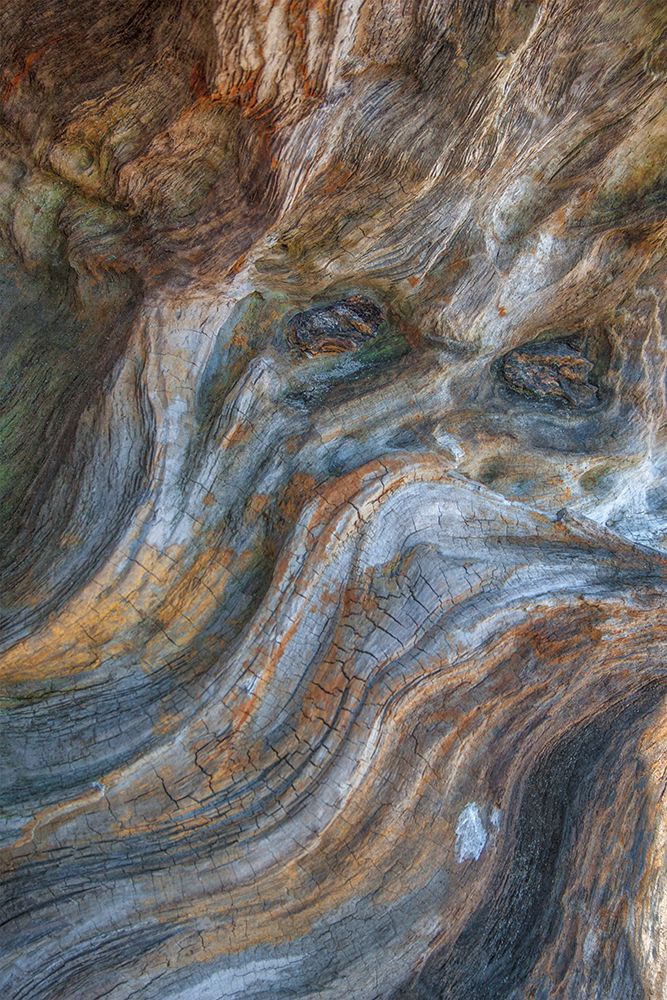 Driftwood Series IV art print by Norm Stelfox for $57.95 CAD