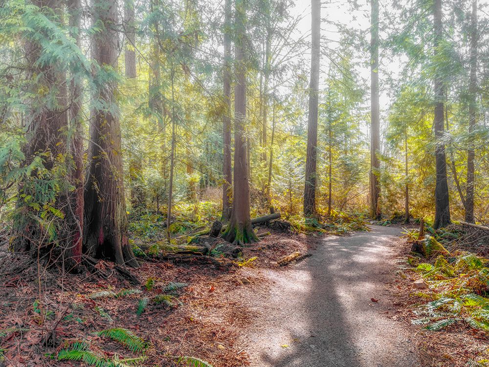 Verdant Woodlands art print by Norm Stelfox for $57.95 CAD