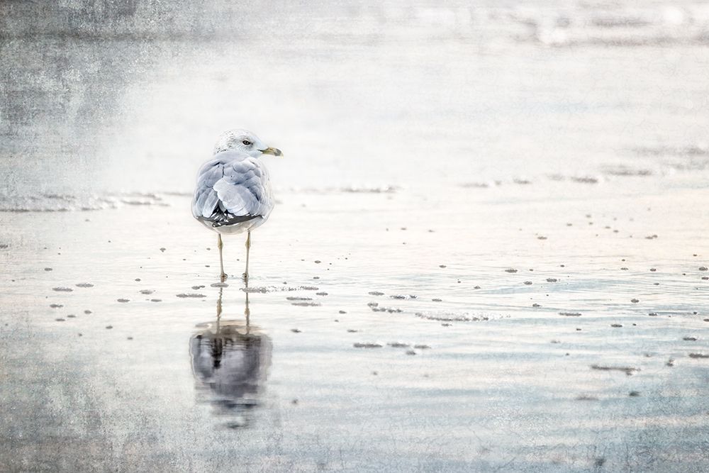 The Standing Seagull art print by Julie Mann Sperry for $57.95 CAD