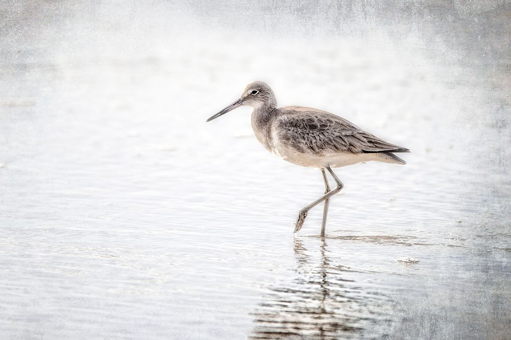The Sandpiper art print by Julie Mann Sperry for $57.95 CAD
