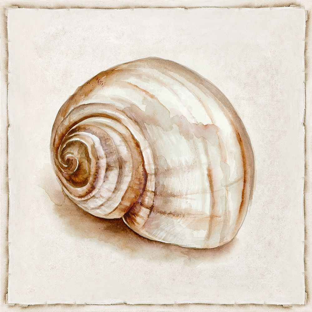 Pink Vintage Shell II art print by Eli Jones for $57.95 CAD