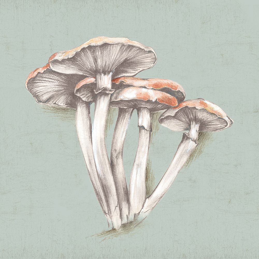 Mushroom Sketches art print by Eli Jones for $57.95 CAD