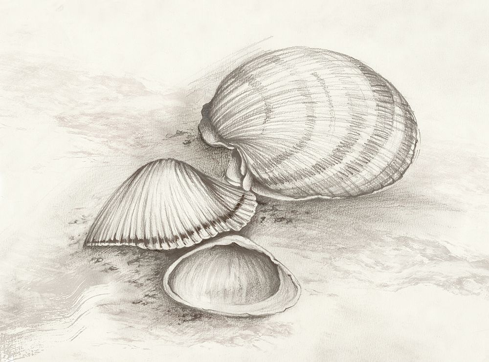 Seashells Resting on Sand art print by Eli Jones for $57.95 CAD