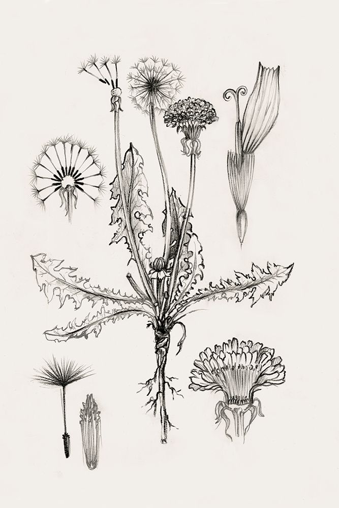 Botanical Study of Dandelion Forms art print by Eli Jones for $57.95 CAD