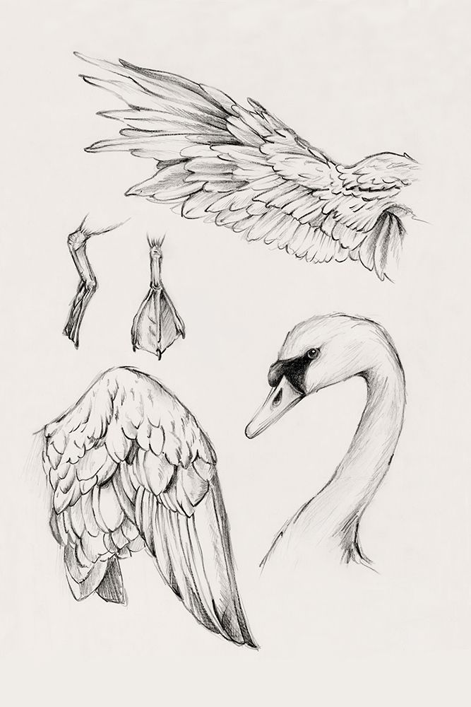 Anatomy of a Graceful Swan art print by Eli Jones for $57.95 CAD