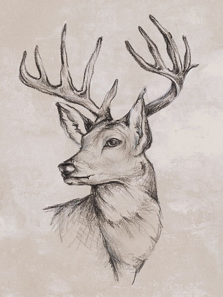 Deer Sketch I art print by Eli Jones for $57.95 CAD