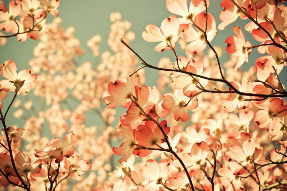 Pink Pic art print by Olivia Joy St. Clair for $57.95 CAD