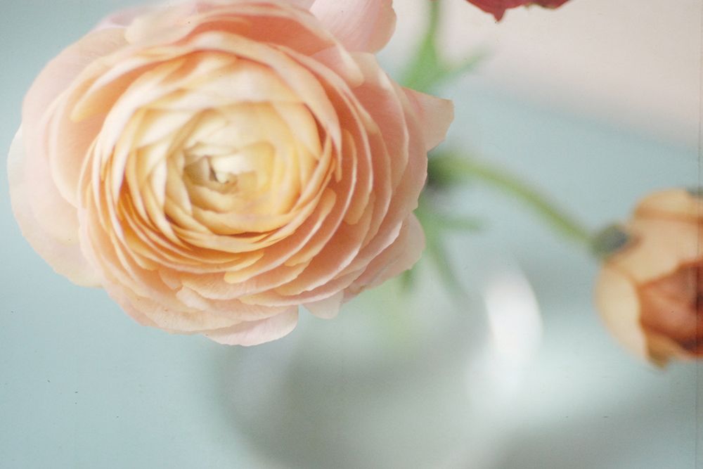 Ranunculus art print by Olivia Joy for $57.95 CAD