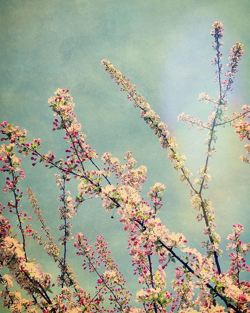 Springing Pink II art print by Olivia Joy for $57.95 CAD