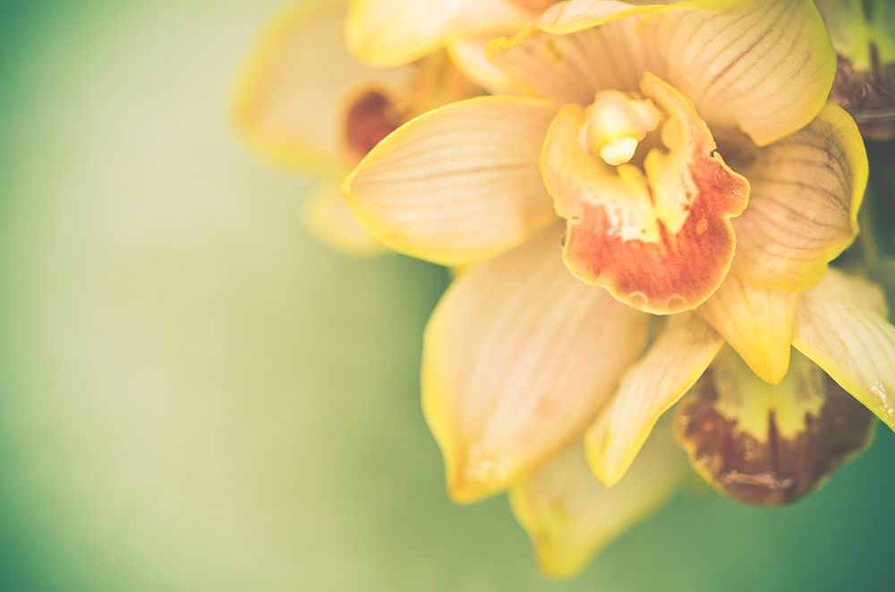 Dawes Flowers II art print by Olivia Joy for $57.95 CAD