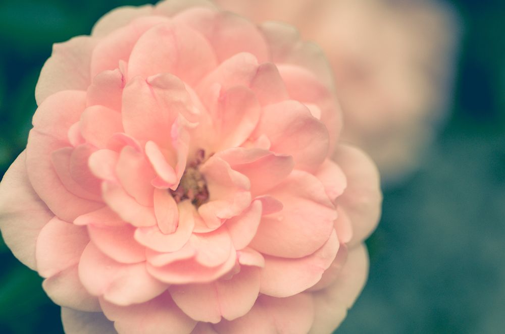 Pink Kingwood I art print by Olivia Joy for $57.95 CAD