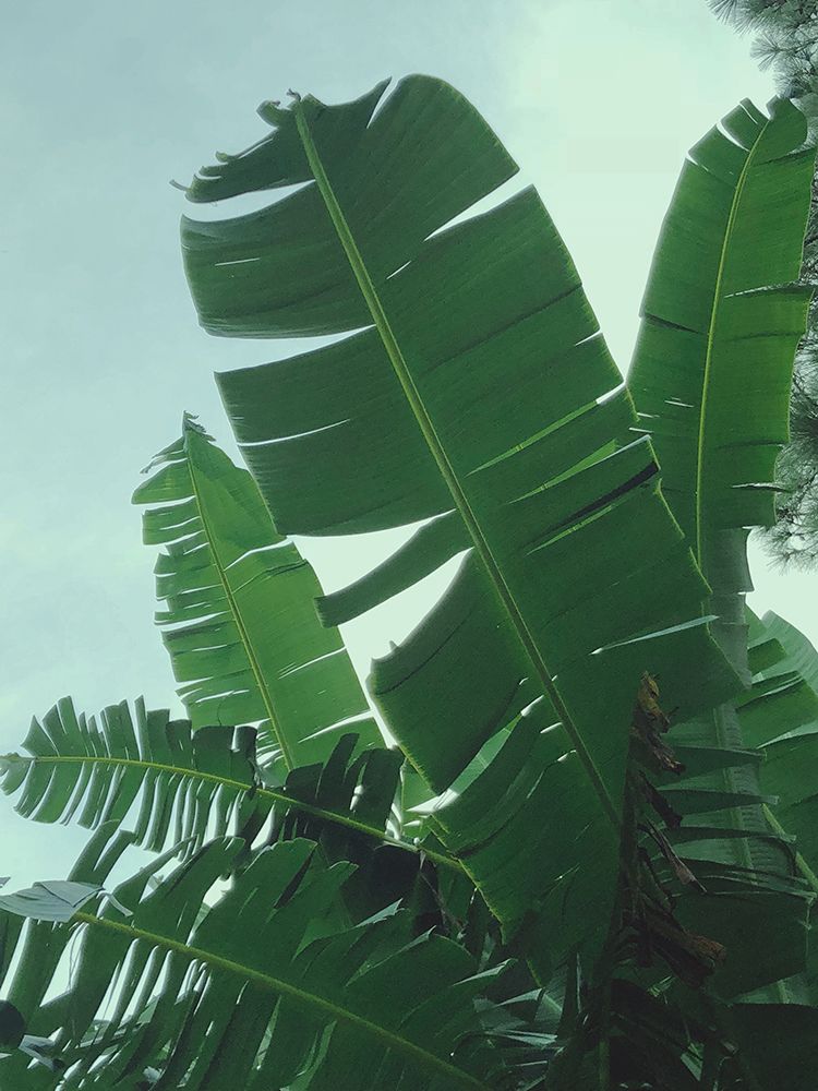 Banana Leaves art print by Olivia Joy for $57.95 CAD