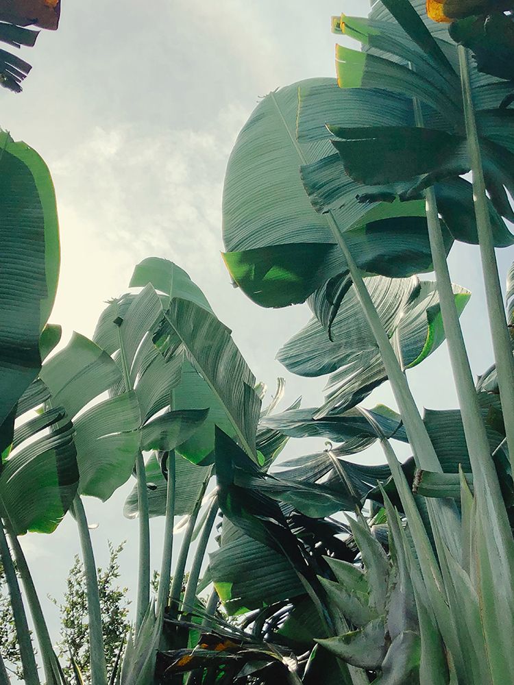Green Oasis art print by Olivia Joy for $57.95 CAD