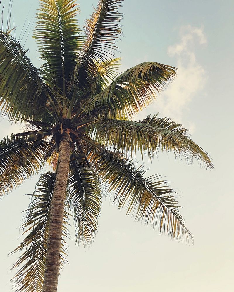 Coconut Palm art print by Olivia Joy for $57.95 CAD