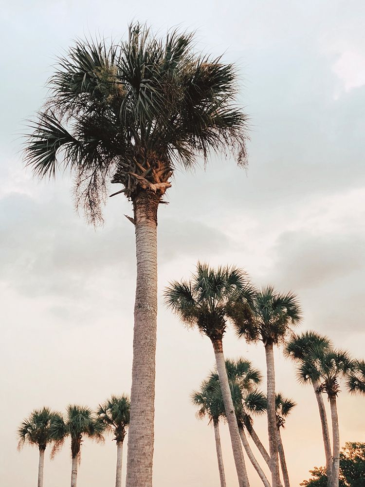 Tall Palms art print by Olivia Joy for $57.95 CAD