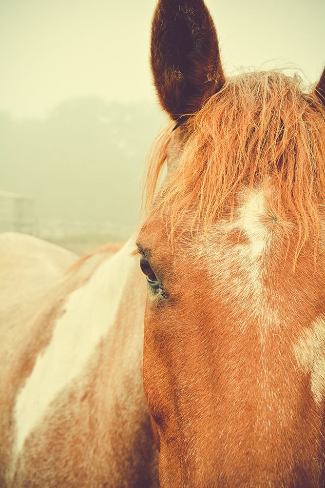 Chester art print by Olivia Joy for $57.95 CAD