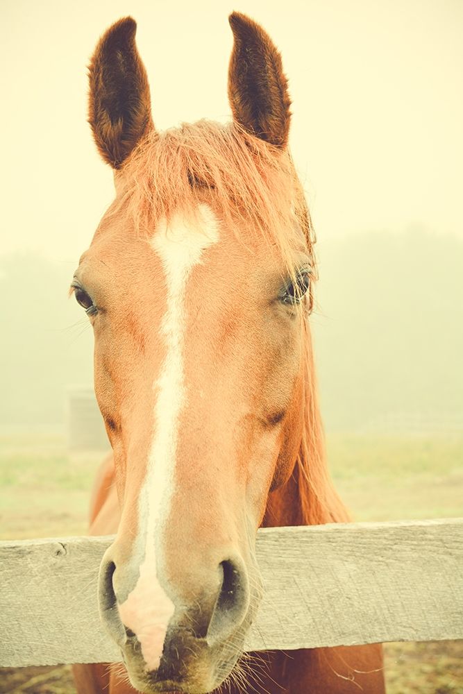 Willow Way Ranch art print by Olivia Joy for $57.95 CAD
